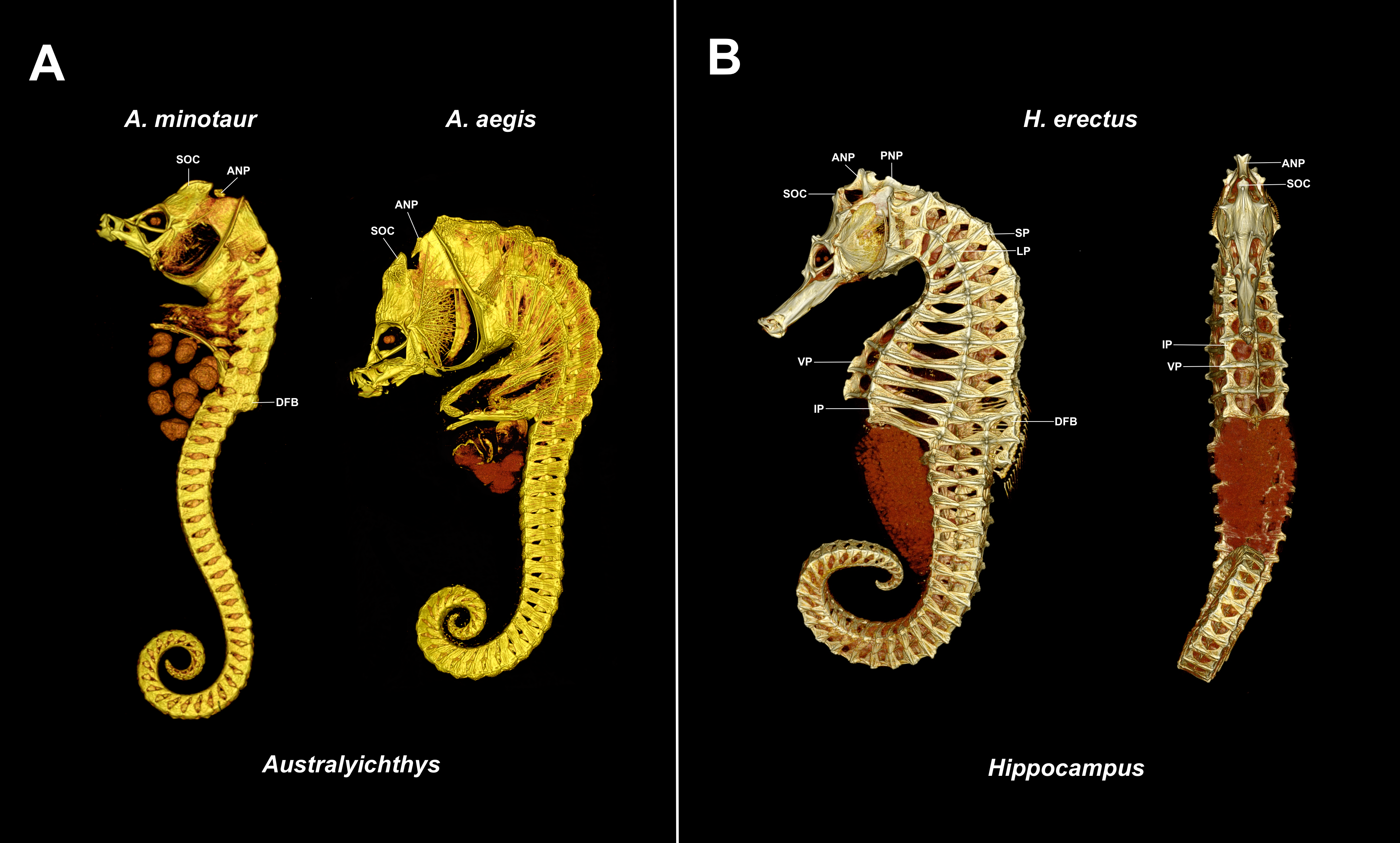 Two of the new species CT scans on the left, compared to CT scans of a true seahorse on the right.